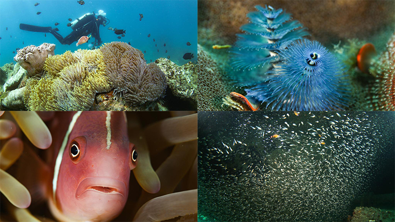 生物多样性之美|带你走进珊瑚世界