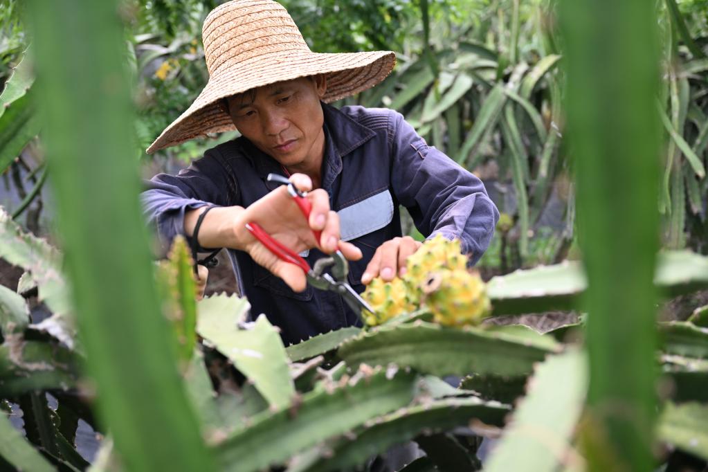 致富“黄金果”