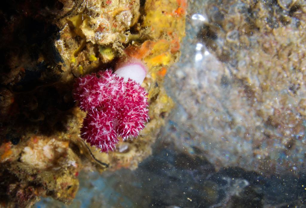 海南三亞：熱帶海洋牧場裏的多彩生物世界